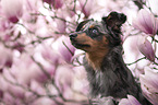 female Miniature Australian Shepherd