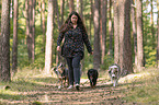 woman and Miniature Australian Shepherds