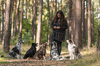 woman and Miniature Australian Shepherds