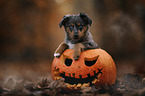 Miniature Australian Shepherd Puppy