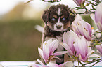 Miniature Australian Shepherd Puppy