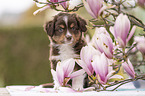 Miniature Australian Shepherd Puppy