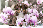 Miniature Australian Shepherd Puppy