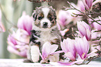 Miniature Australian Shepherd Puppy