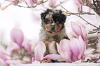Miniature Australian Shepherd Puppy