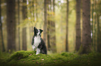 Miniature Australian Shepherd