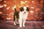 Miniature Australian Shepherd