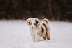 Miniature Australian Shepherd