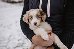Miniature Australian Shepherd