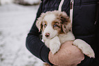 Miniature Australian Shepherd