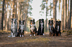Miniature Australian Shepherds