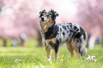Miniature Australian Shepherd