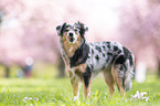 Miniature Australian Shepherd