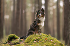 Miniature Australian Shepherd