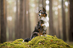 Miniature Australian Shepherd