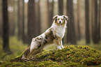 Miniature Australian Shepherd