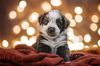 Miniature Australian Shepherd Puppy