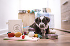 Miniature Australian Shepherd Puppy