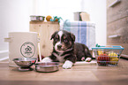 Miniature Australian Shepherd Puppy