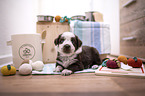 Miniature Australian Shepherd Puppy
