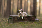 Miniature Australian Shepherd Puppy