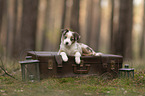 Miniature Australian Shepherd Puppy