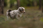 Miniature Australian Shepherd Puppy