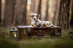 Miniature Australian Shepherd Puppy