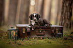 Miniature Australian Shepherd Puppy