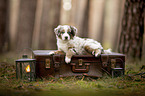 Miniature Australian Shepherd Puppy