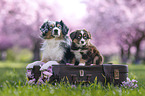 Miniature Australian Shepherds