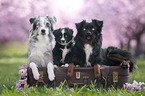 Miniature Australian Shepherds
