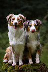 dogs