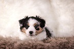 Miniature Australian Shepherd Puppy