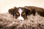 Miniature Australian Shepherd Puppy