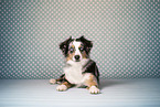Miniature Australian Shepherd