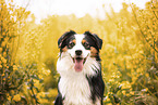Miniature Australian Shepherd