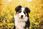 Miniature Australian Shepherd