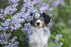 Miniature Australian Shepherd
