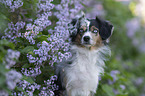 Miniature Australian Shepherd