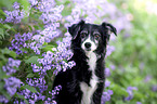 Miniature Australian Shepherd