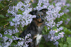 Miniature Australian Shepherd