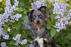 Miniature Australian Shepherd
