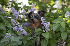 Miniature Australian Shepherd