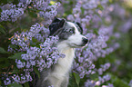 Miniature Australian Shepherd