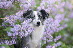 Miniature Australian Shepherd