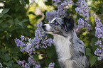 Miniature Australian Shepherd