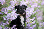 Miniature Australian Shepherd