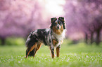 Miniature Australian Shepherd