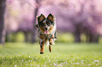Miniature Australian Shepherd